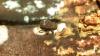 365343 – Photo : Numayta – France (68)